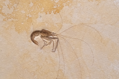 Crevette fossile (hauteur de la dalle - env. 50 cm)